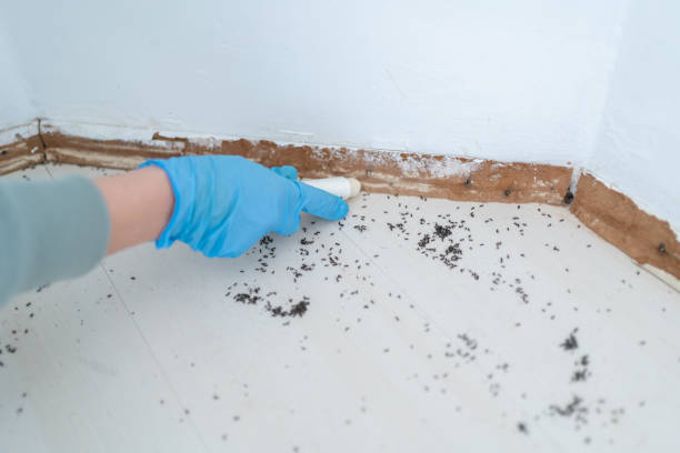 Best Pest Inspection Near Me  in Dover, FL